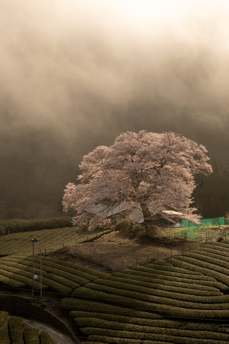 SEL40F25Gとα7CII小型軽量レンズカメラ