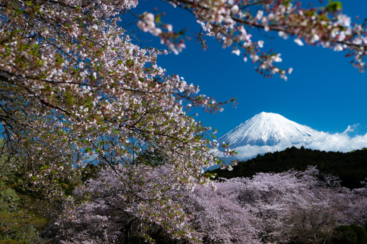 SEL40F25Gとα7CII小型軽量レンズカメラ