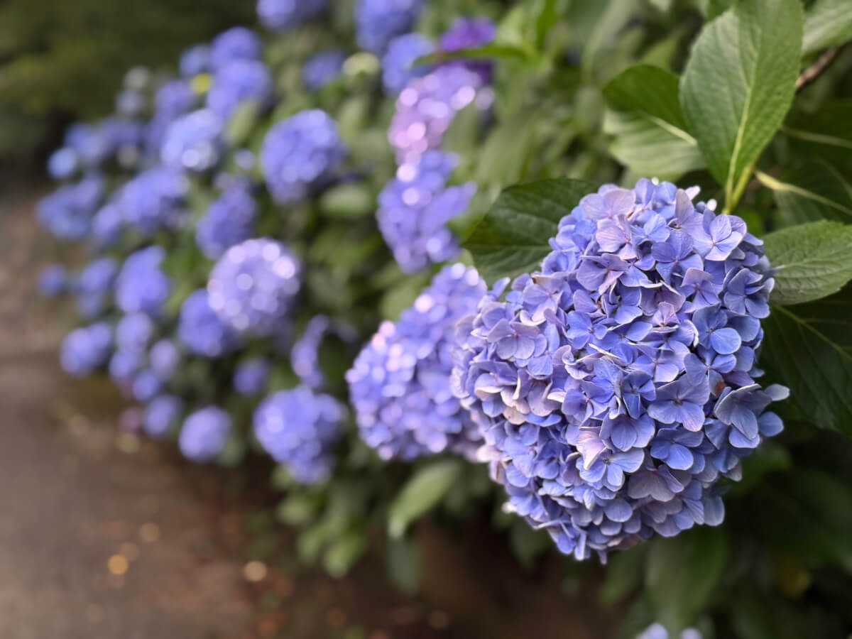 ひまわり紫陽花ランニング