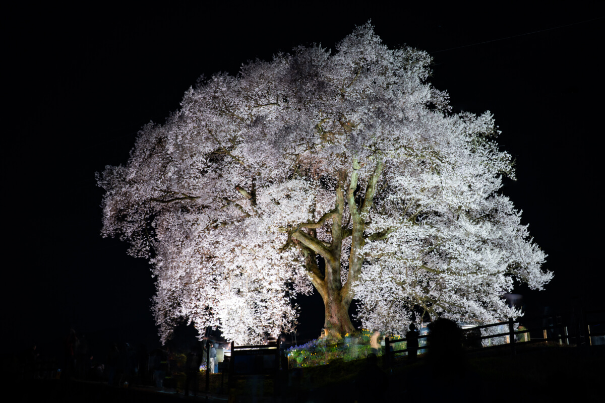 わに塚のサクラ写真撮影夜桜