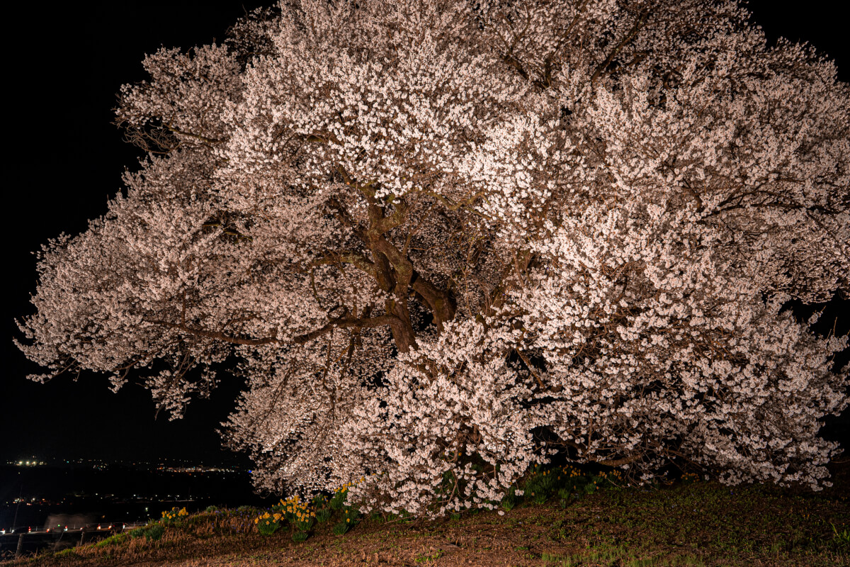 わに塚のサクラ写真撮影夜桜