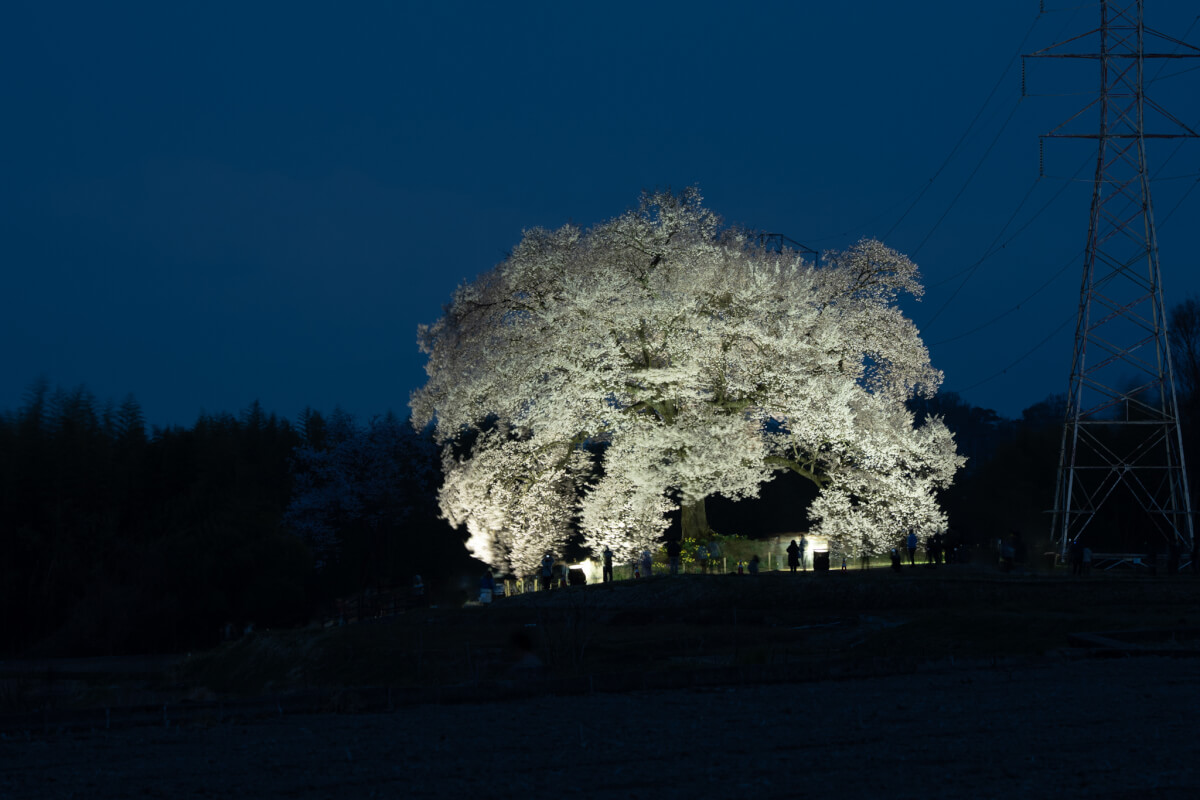 わに塚のサクラ写真撮影夜桜