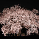 わに塚のサクラ写真撮影夜桜