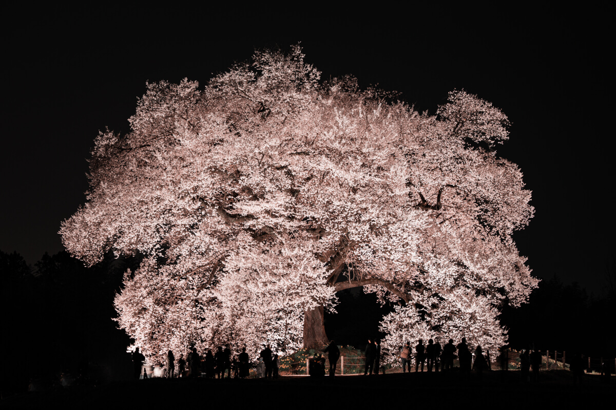 わに塚のサクラ写真撮影夜桜