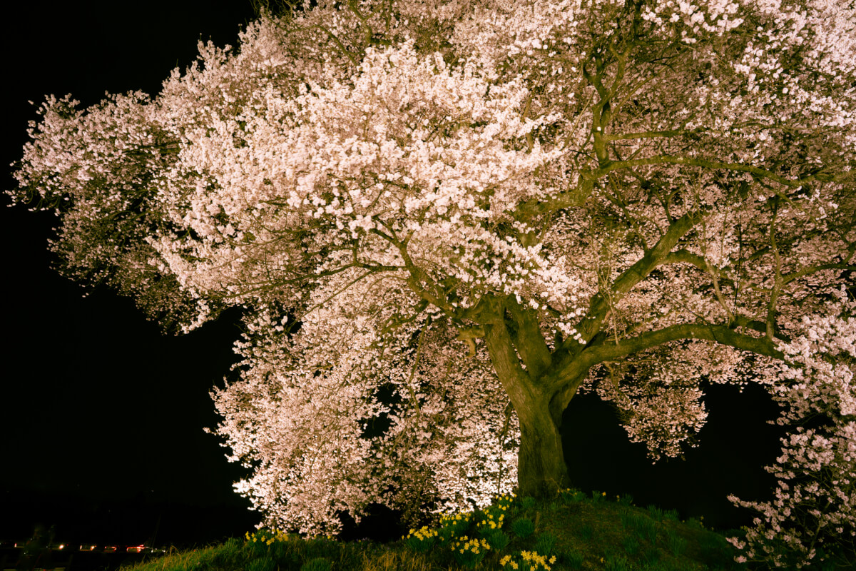 わに塚のサクラ写真撮影夜桜