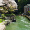 インクライン琵琶湖疏水の桜写真