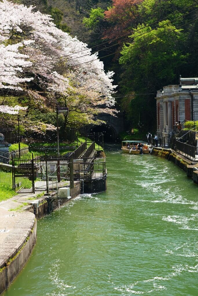 インクライン琵琶湖疏水の桜写真