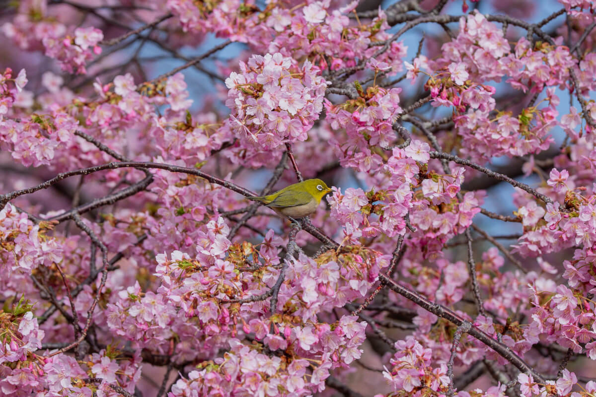 メジロと河津桜