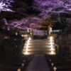 三井寺の夜桜写真
