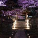 三井寺の夜桜写真