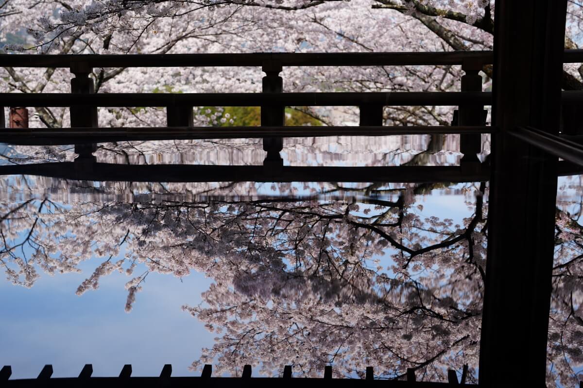 三井寺の桜写真