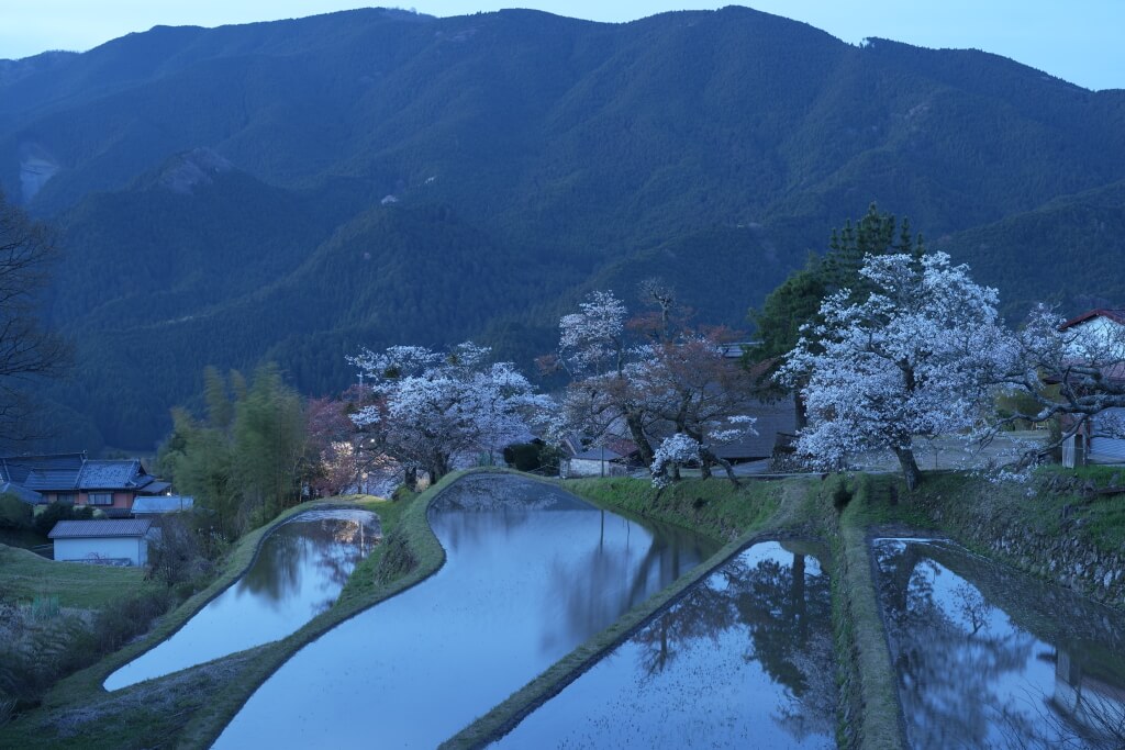 三多気の桜・水田とヤマザクラ並木