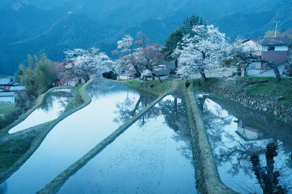 三多気の桜・水田とヤマザクラ並木