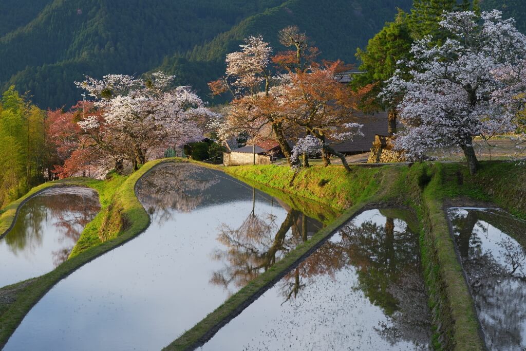 三多気の桜・水田とヤマザクラ並木