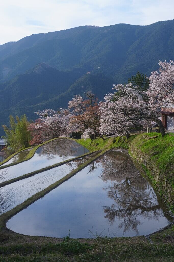 三多気の桜・水田とヤマザクラ並木