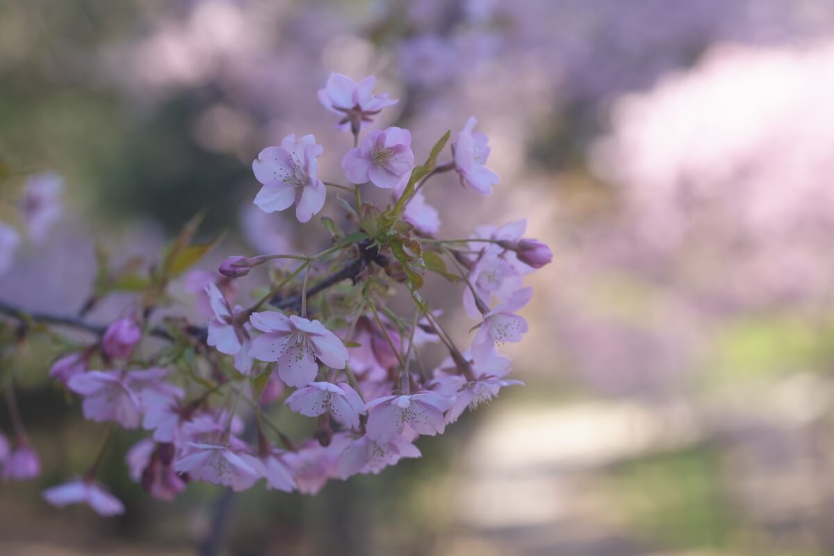 三好公園の河津桜写真