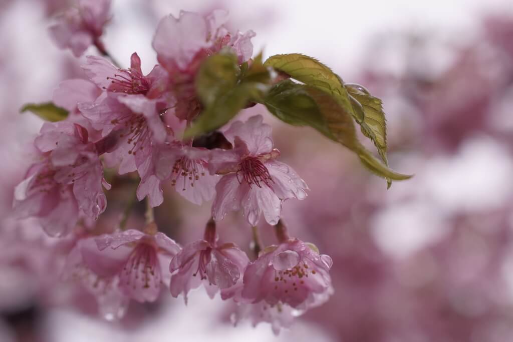 三好公園の河津桜