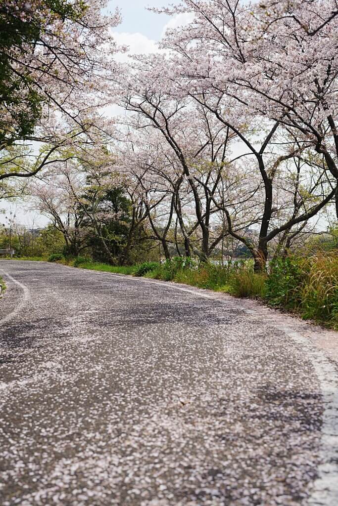 三好池の桜写真