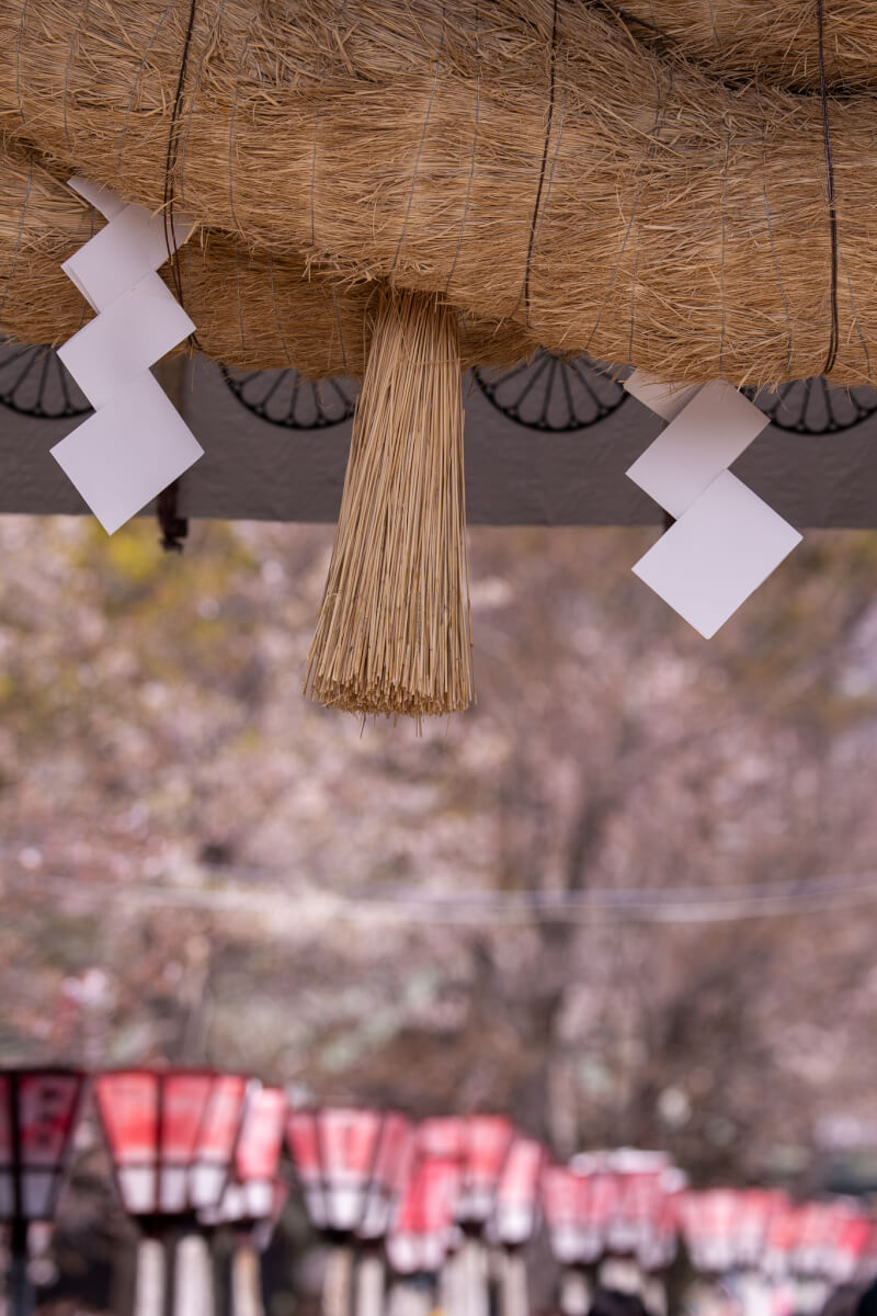 三嶋大社の桜写真撮影