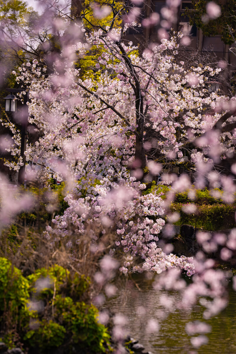 三嶋大社の桜写真撮影