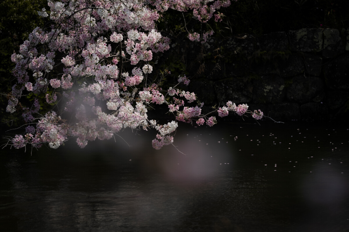 三嶋大社の桜写真撮影