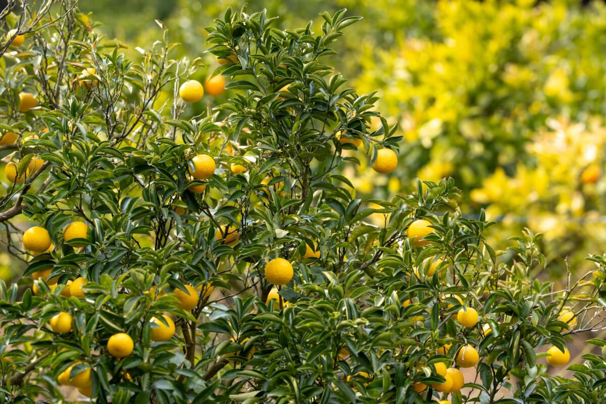井田の柑橘類写真