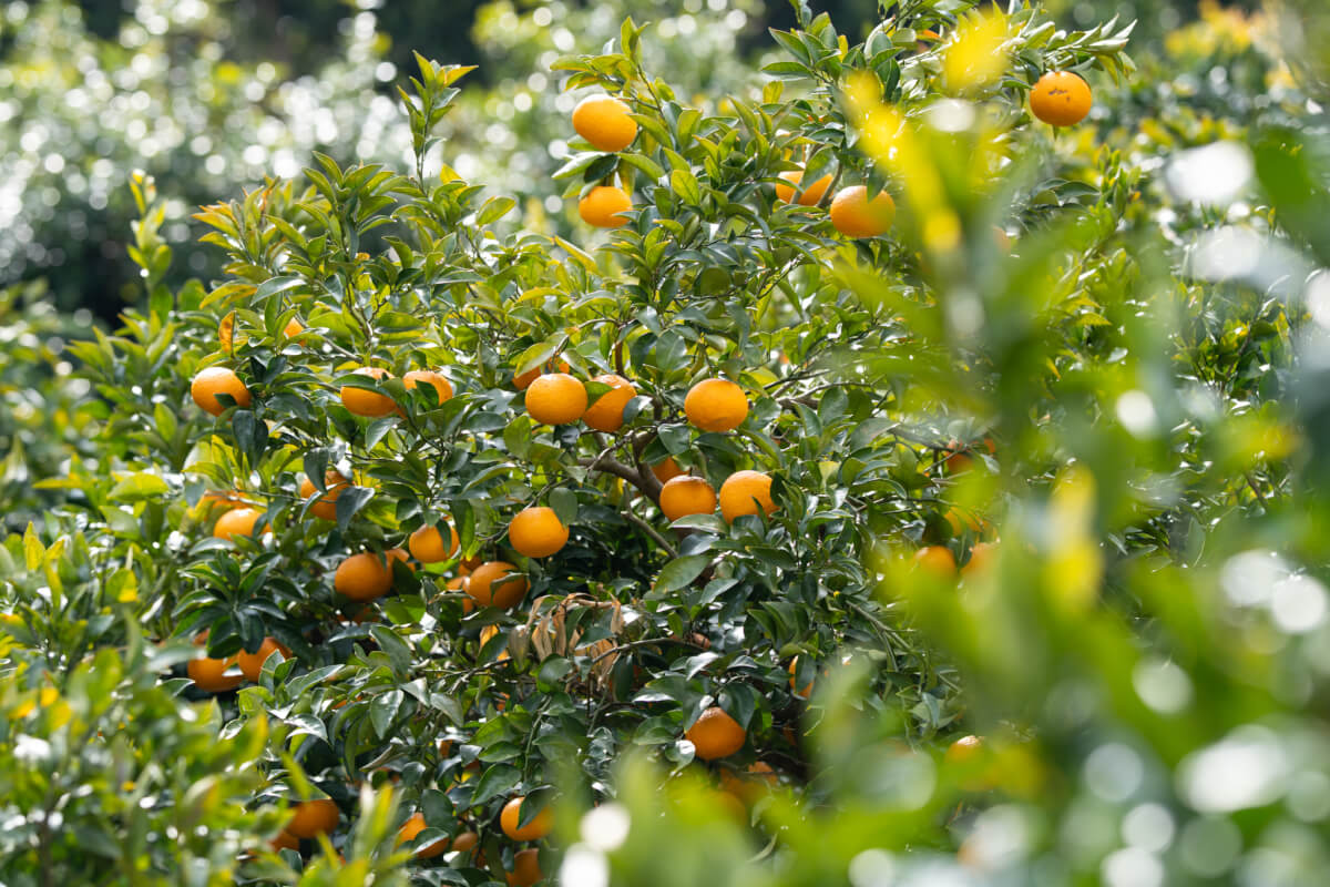 井田の柑橘類写真