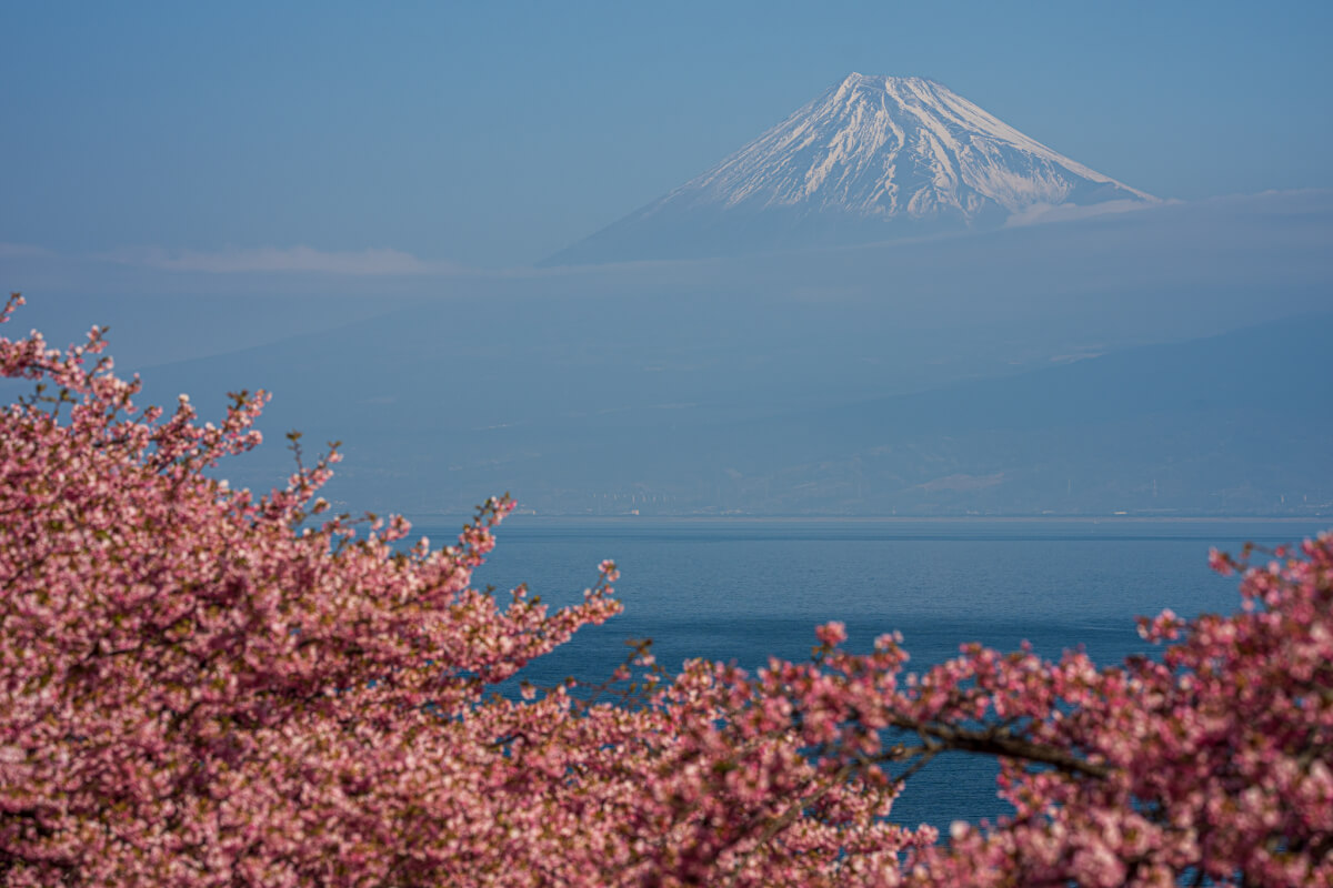 井田の河津桜写真撮影スポット棚田