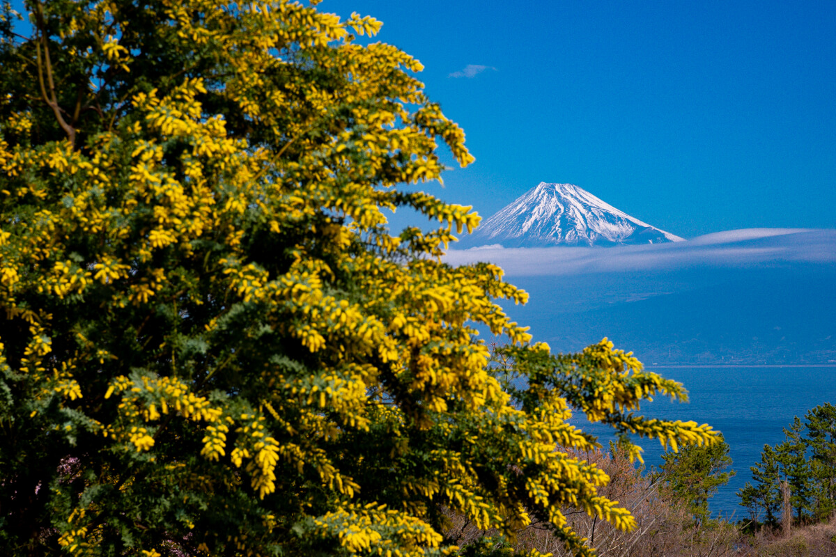 井田の河津桜ミモザ