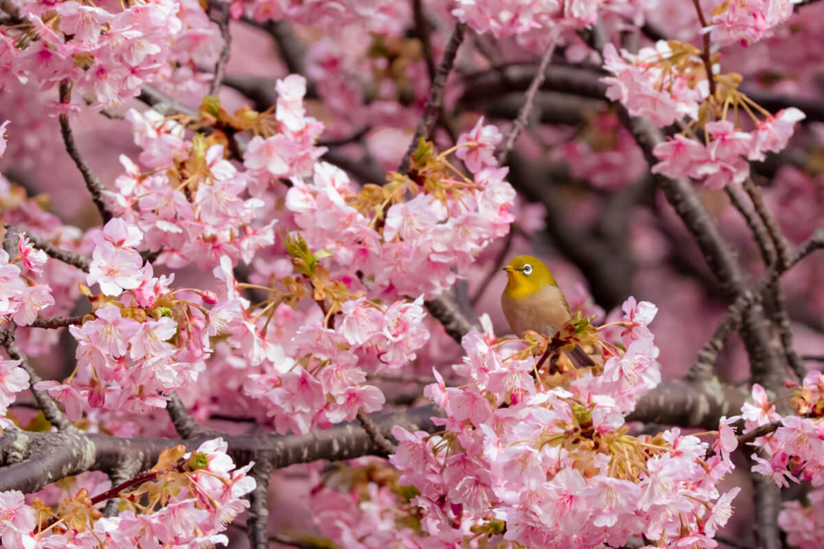 井田の河津桜メジロ