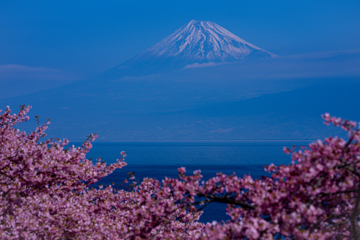 井田の河津桜富士山写真スポット