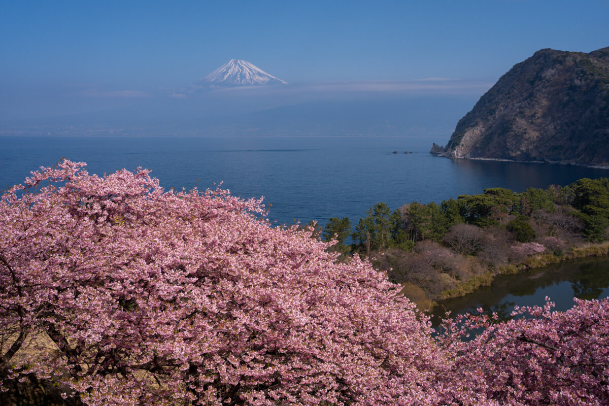 井田の河津桜富士山写真スポット
