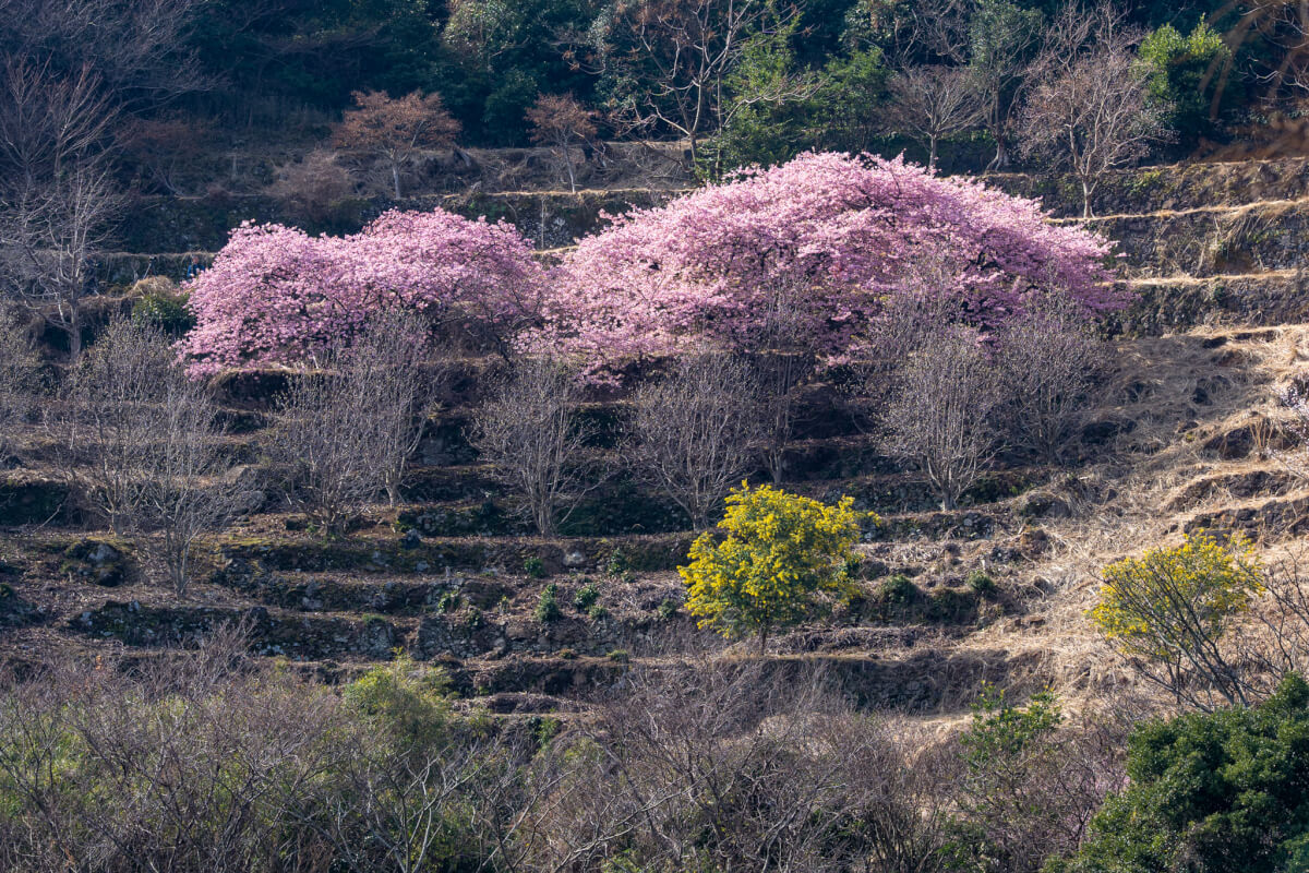 井田の河津桜富士山写真スポット