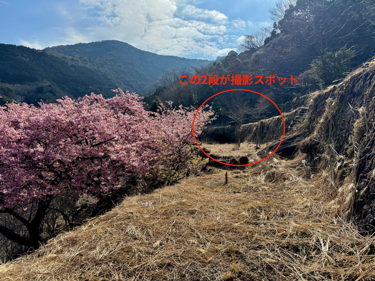 井田河津桜撮影スポット