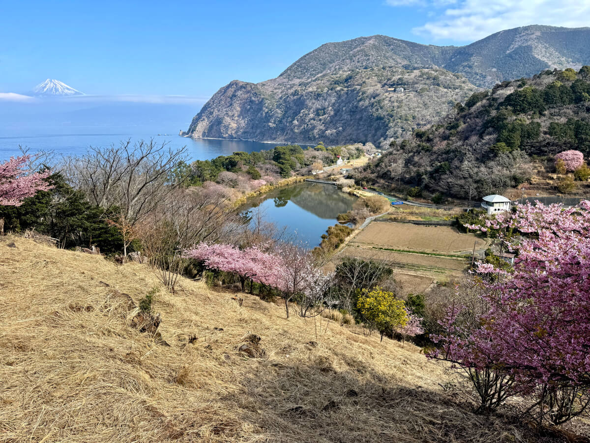 井田河津桜撮影スポット