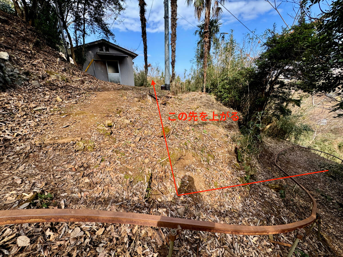 井田河津桜行き方