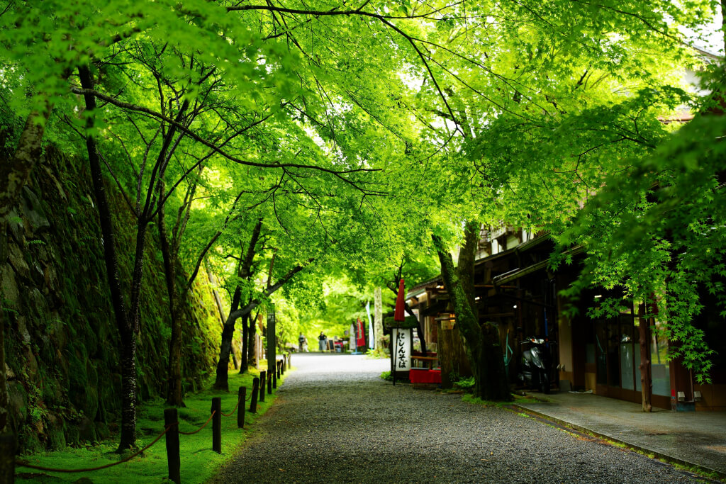 京都大原の新緑写真