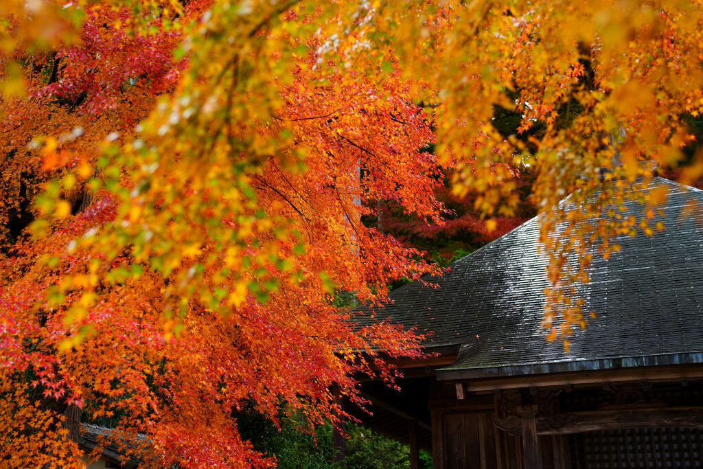 京都大原の紅葉写真