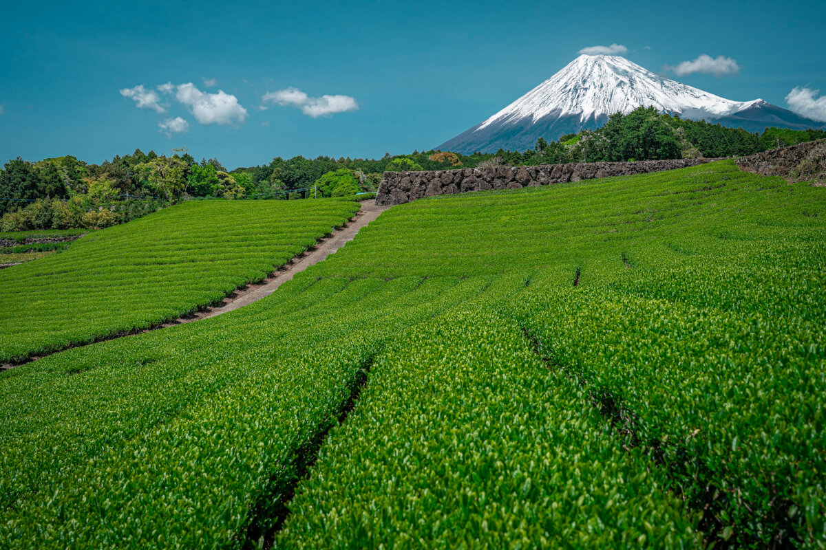 今宮の茶畑の富士山写真
