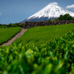 今宮の茶畑の富士山写真