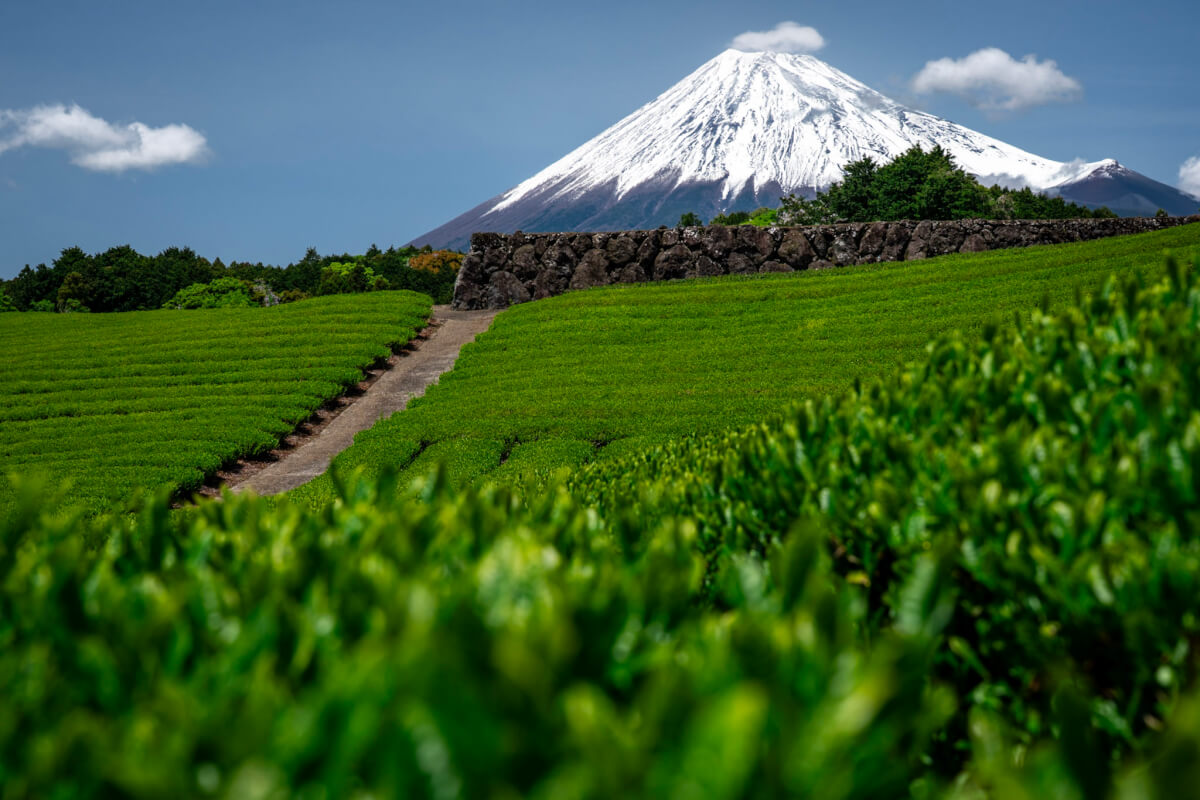 今宮の茶畑の富士山写真