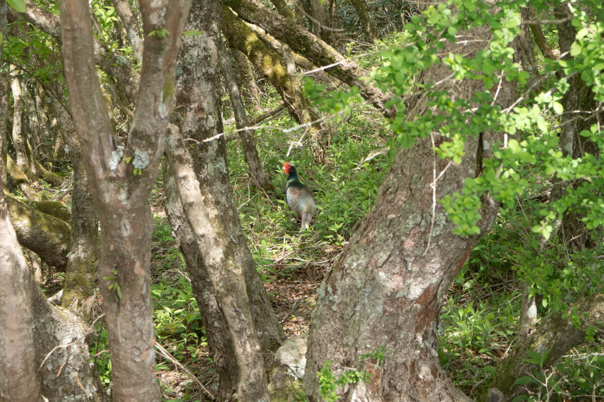 伊豆山稜線歩道キジ写真