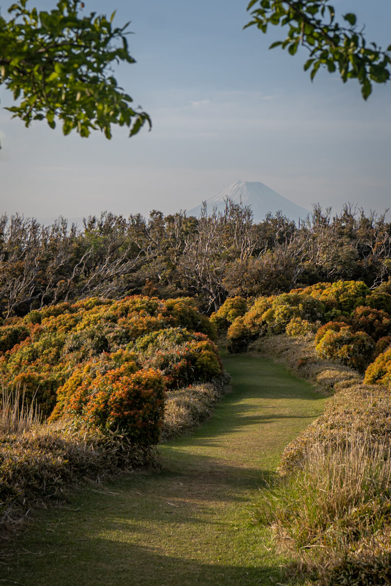 伊豆山稜線歩道トレッキング写真