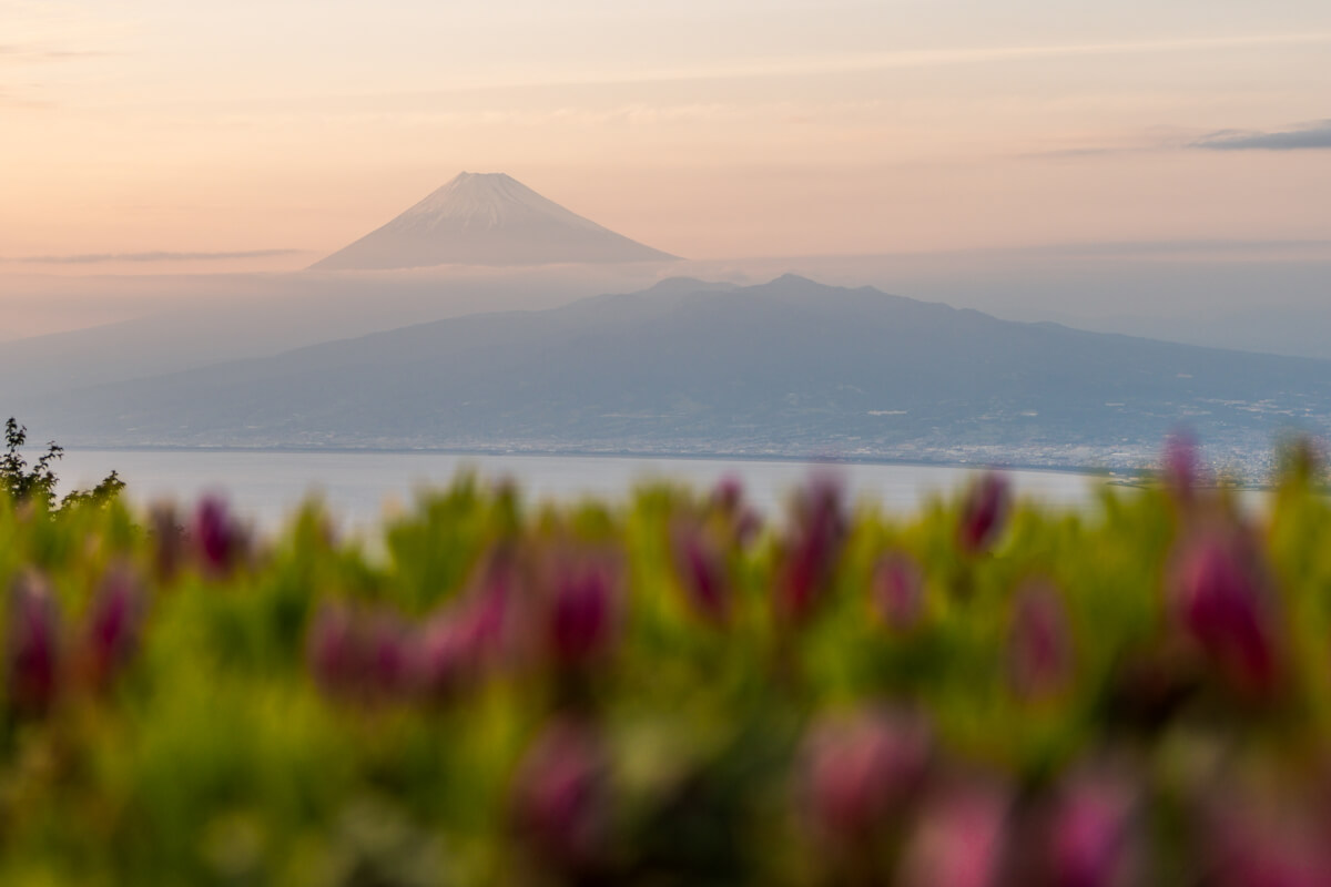伊豆山稜線歩道トレッキング写真