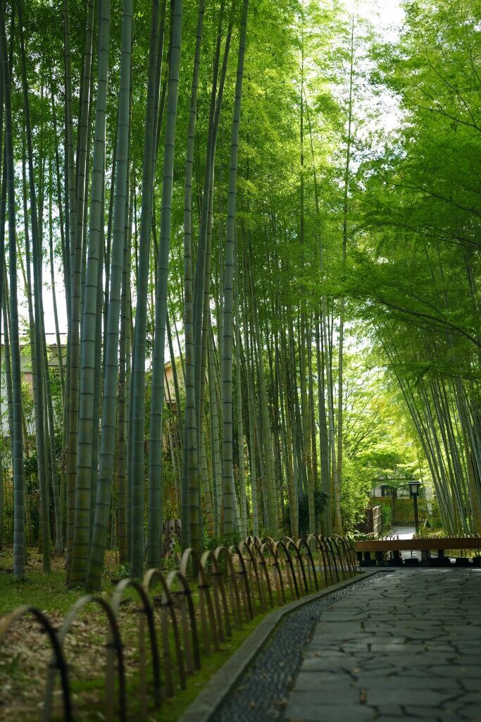 修善寺温泉竹林の小径