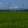 入間の茶畑と富士山