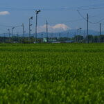 入間の茶畑と富士山