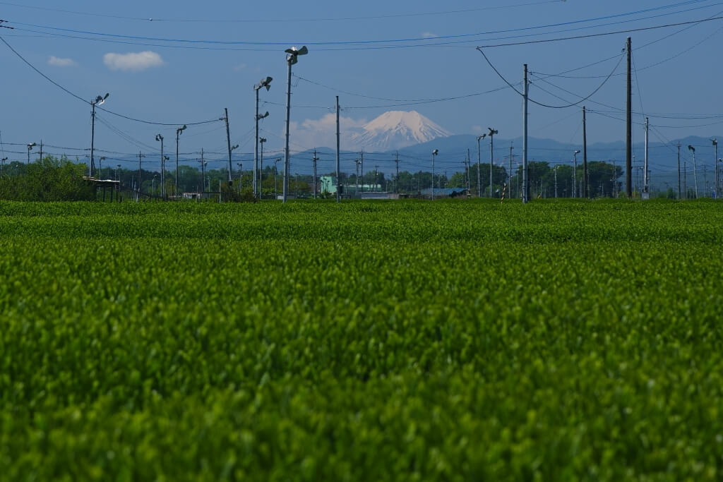 入間の茶畑と富士山