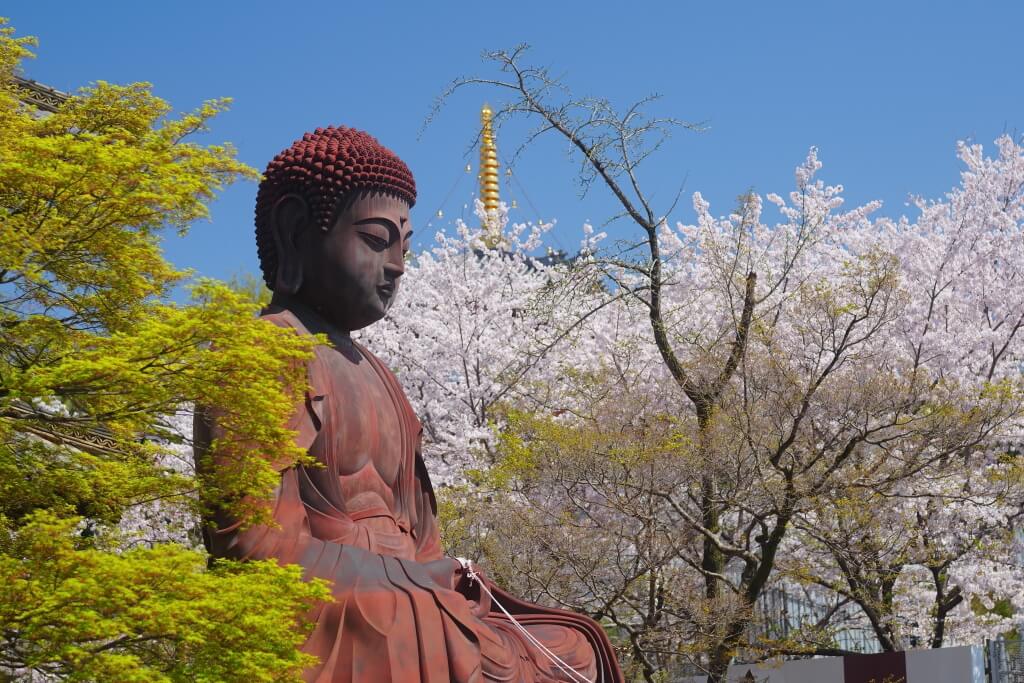 八事山興正寺の桜写真