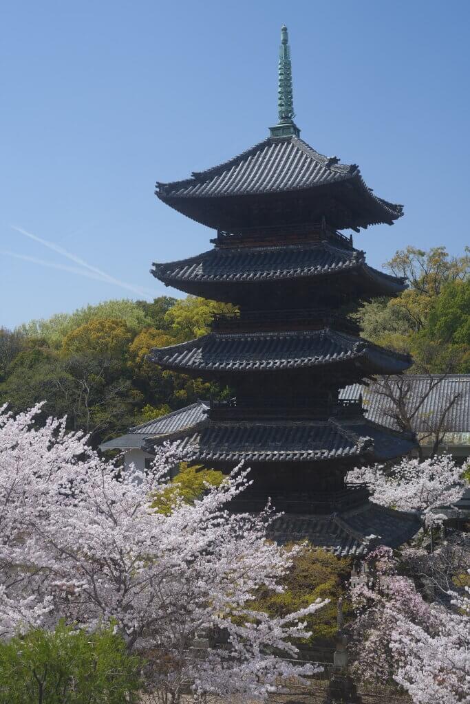 八事山興正寺の桜写真